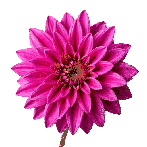 Dahlia