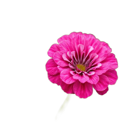 Dianthus