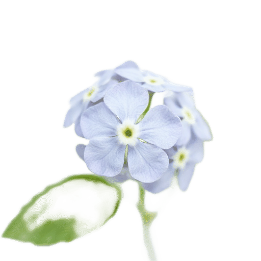 Forget me not