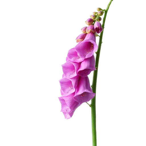 Foxglove