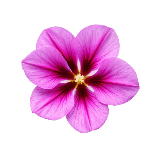 Freesia