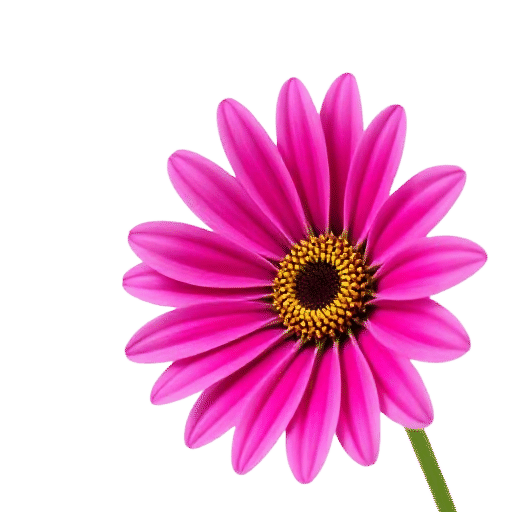Gazania
