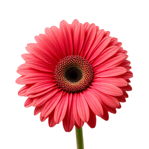 Gerbera