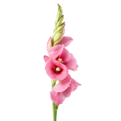Gladiolus