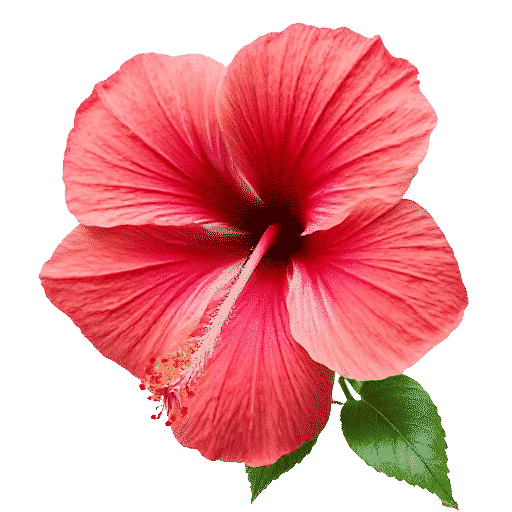 Hibiscus