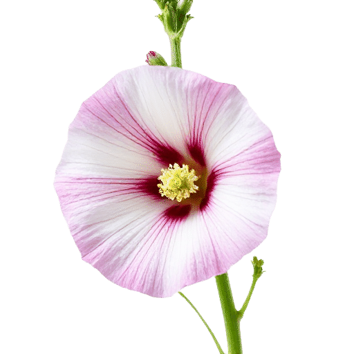 Hollyhock