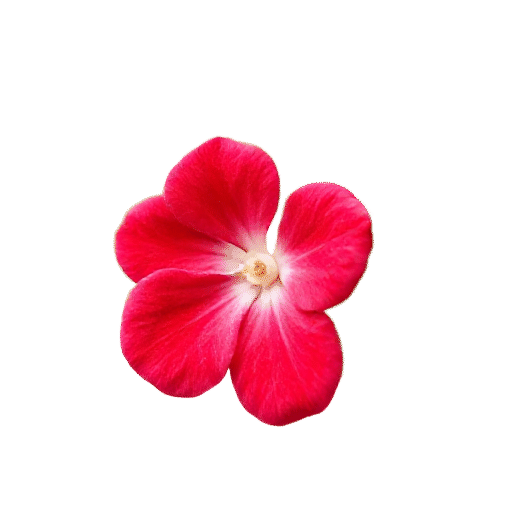 Impatiens