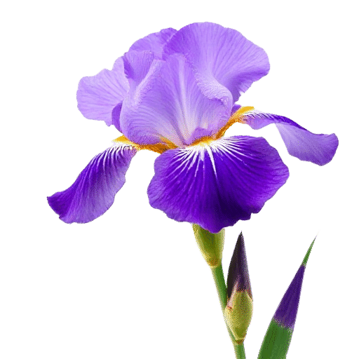 Iris