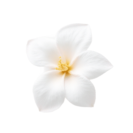 Jasmine