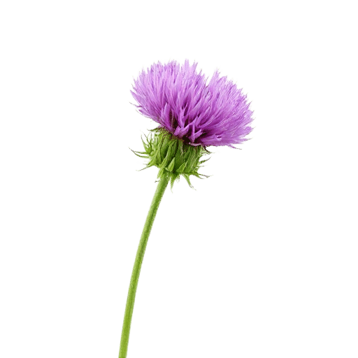 Knapweed