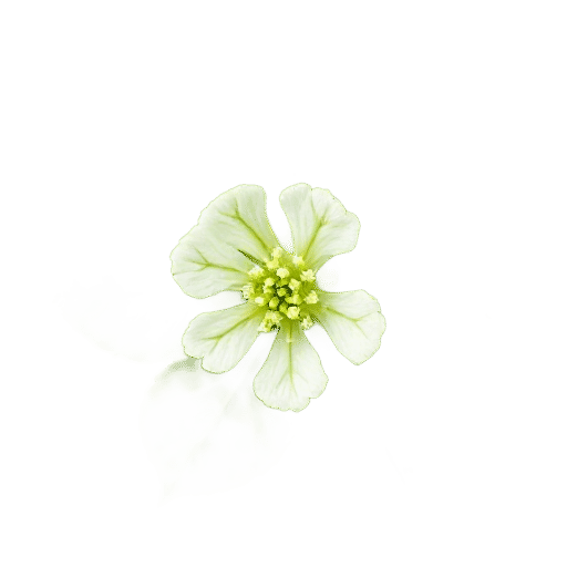 Lady's Mantle