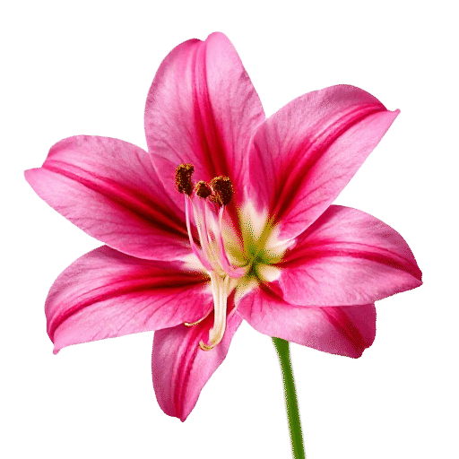 Lilium
