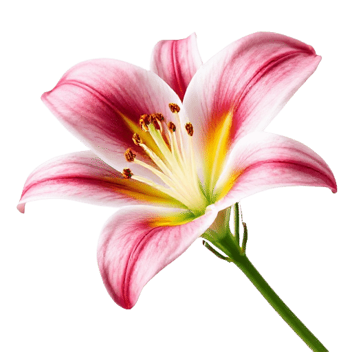Lily