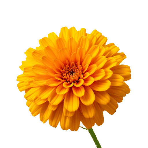 Marigold