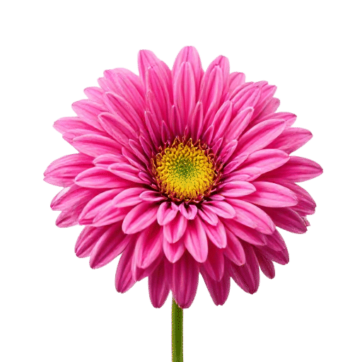 Mesembryanthemum