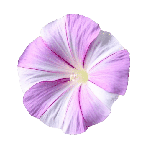 Morning Glory