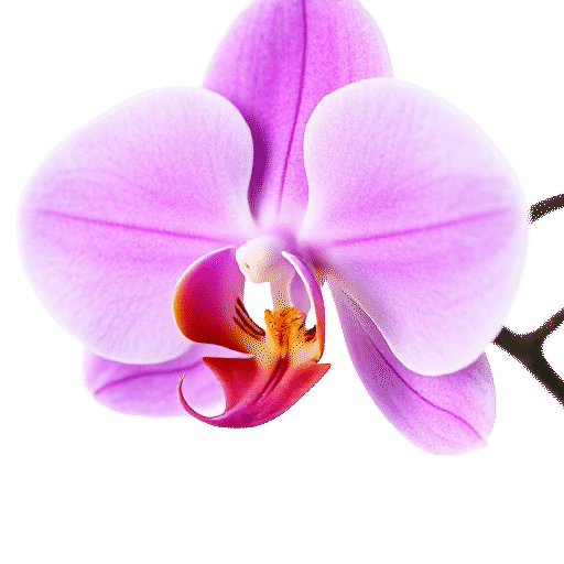 Orchid