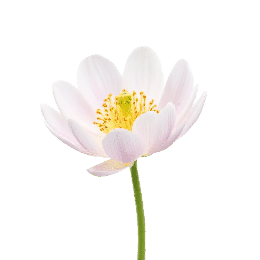 Pasque Flower