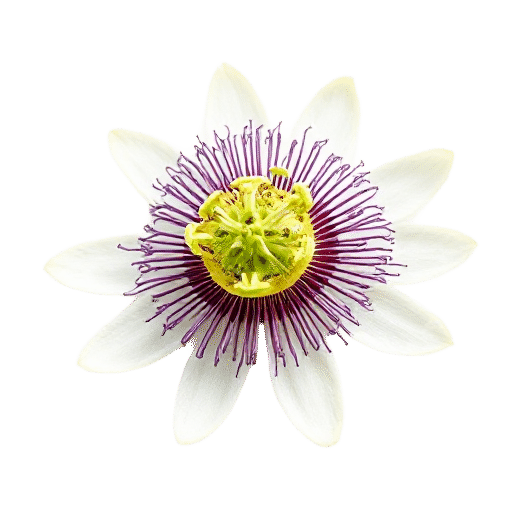 Passionflower