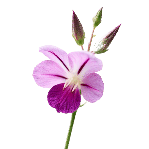Penstemon