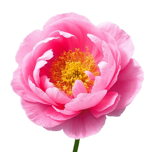 Peony