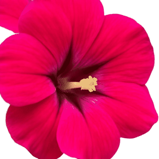 Petunia
