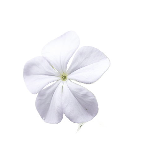 Phlox