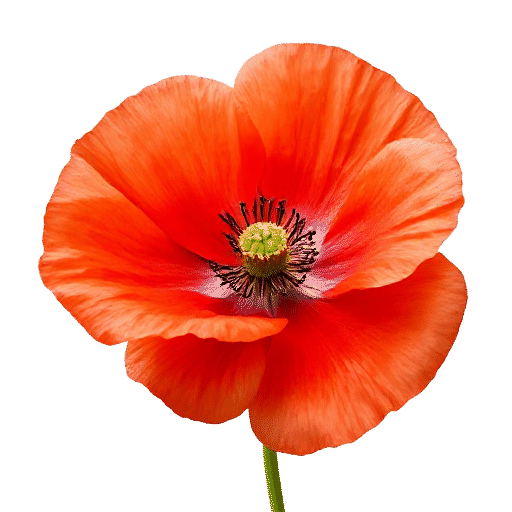 Poppy