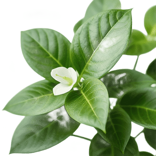 Pothos