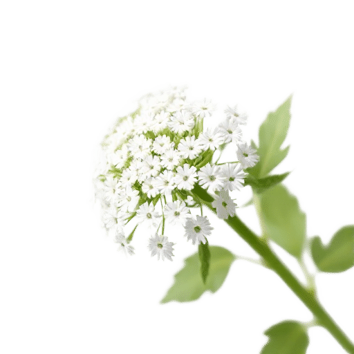 Queen Anne's Lace