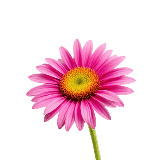 Safflower