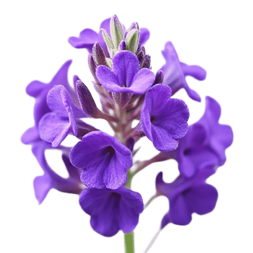 Salvia
