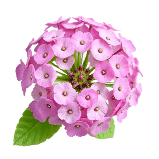 Sweet Alyssum