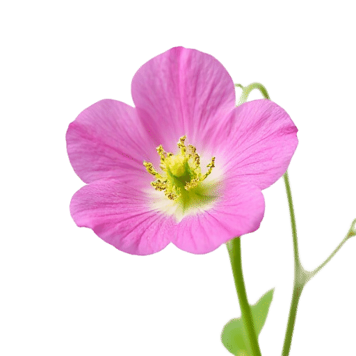 Sweetpea