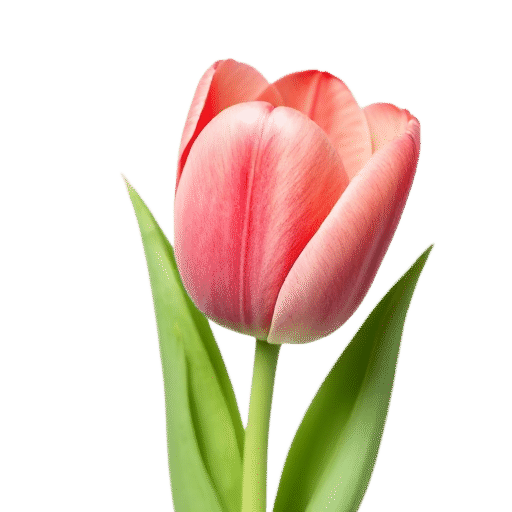 Tulip