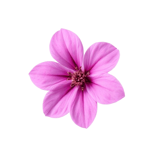 Wallflower