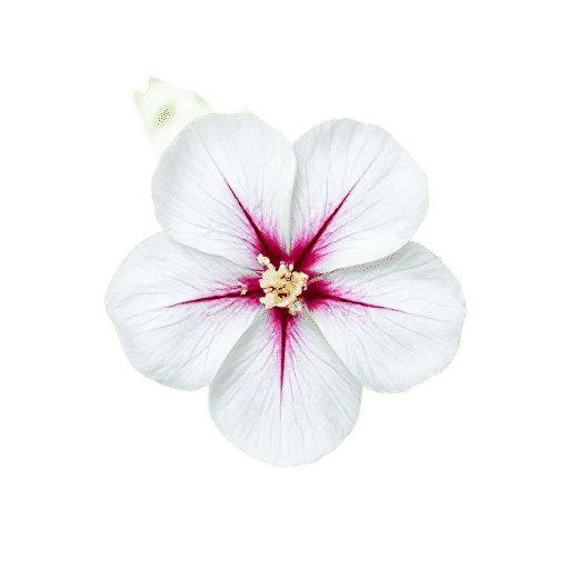 Weigela