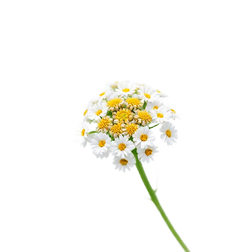 Yarrow