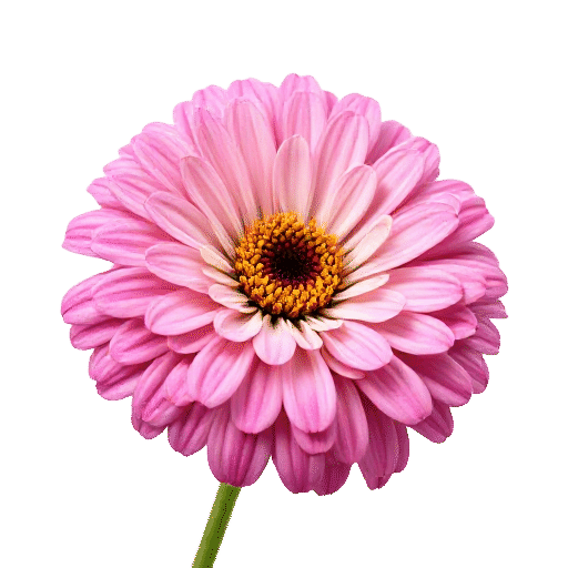 Zinnia