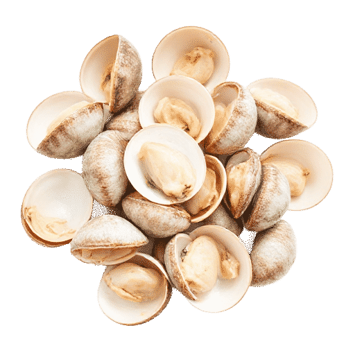 Clams