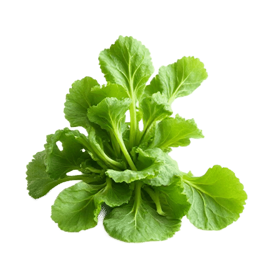 Gai lan