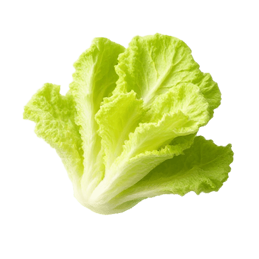Iceberg Lettuce