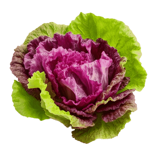 Lettuce