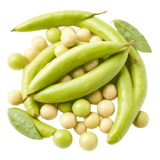 Lima beans