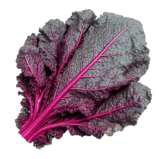 Red Russian kale