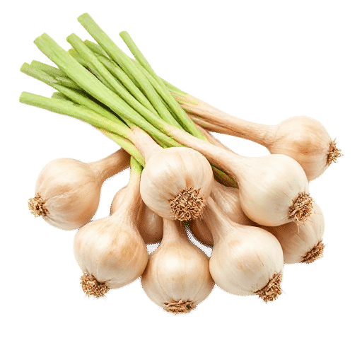 Welsh shallots