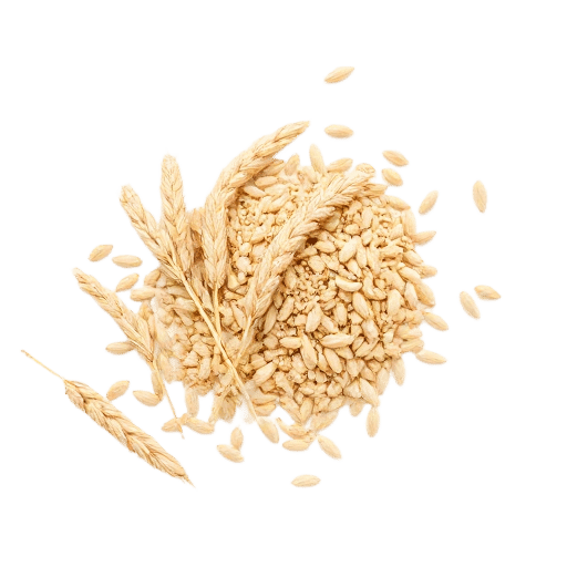 Wheat