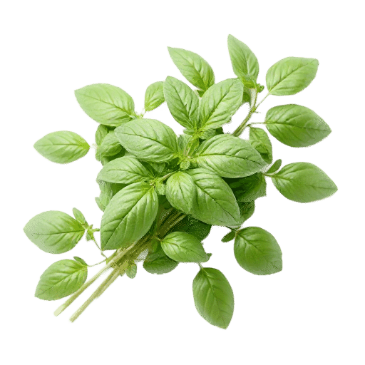 Basil