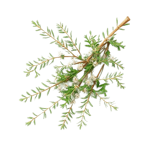 Caraway