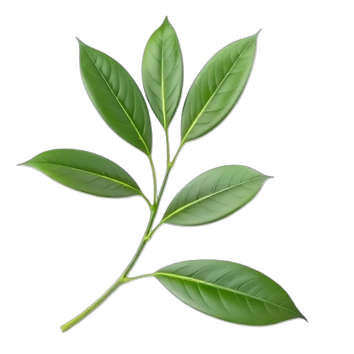Bay Leaves